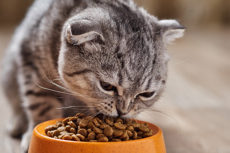 Важността на правилното хранене при котките със специфични здравословни проблеми